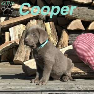 Cooper, Silver Labrador Retriever Puppy
